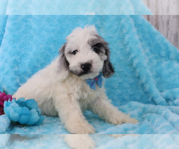 Medium Photo #1 Cocker Spaniel-Poodle (Miniature) Mix Puppy For Sale in SHILOH, OH, USA