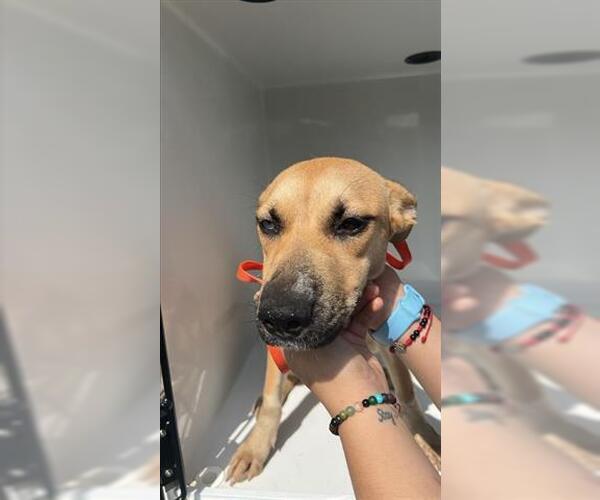 Medium Photo #1 German Shepherd Dog-Unknown Mix Puppy For Sale in Houston, TX, USA