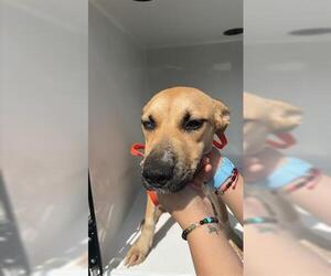 German Shepherd Dog-Unknown Mix Dogs for adoption in Houston, TX, USA