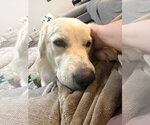 Small #7 Great Pyrenees Mix