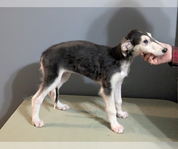 Medium Photo #17 Borzoi Puppy For Sale in FULTON, NY, USA