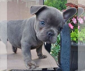 French Bulldog Puppy for sale in GORDONVILLE, PA, USA