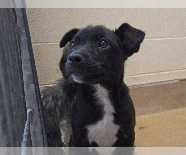 Medium Photo #1 Mutt Puppy For Sale in Martinez, CA, USA