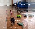 Image preview for Ad Listing. Nickname: ChiShi Babies