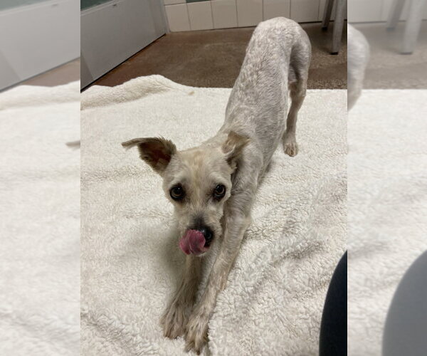 Medium Photo #3 Poodle (Miniature) Puppy For Sale in Salinas, CA, USA