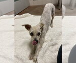 Small #2 Poodle (Miniature)