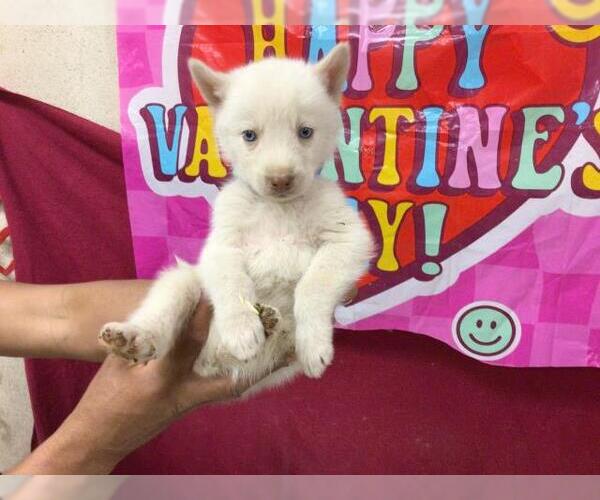 Medium Photo #1 Siberian Husky Puppy For Sale in Riverside, CA, USA