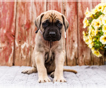 Puppy Harmony Mastiff