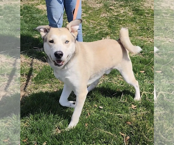 Medium Photo #3 Siberian Husky-Unknown Mix Puppy For Sale in Silver Spring, MD, USA