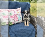 Small #4 Australian Cattle Dog