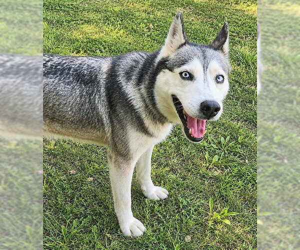 Medium Photo #1 Siberian Husky-Unknown Mix Puppy For Sale in Sacramento, CA, USA