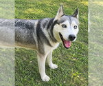 *POMONA SPROUT - Female Siberian Husky-Unknown Mix Dog for Adoption - Small photo