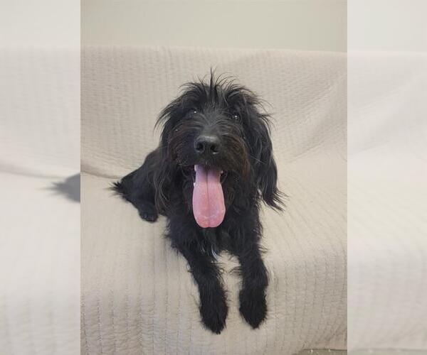 Medium Photo #1 Labrador Retriever-Unknown Mix Puppy For Sale in Fort Wayne, IN, USA