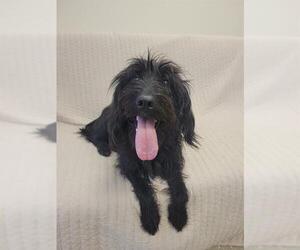 Labrador Retriever-Unknown Mix Dogs for adoption in Fort Wayne, IN, USA