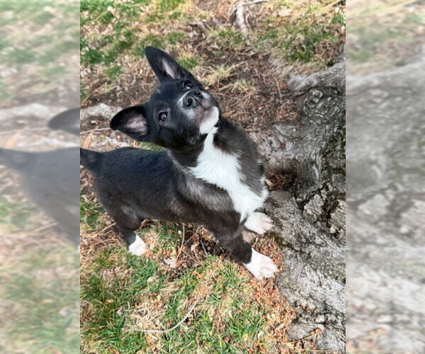 Medium Photo #7 Mutt Puppy For Sale in Sandy, UT, USA