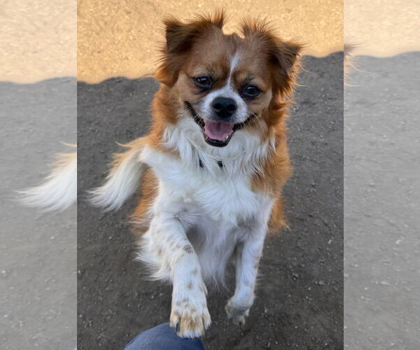 Medium Photo #1 Pekalier Puppy For Sale in Lake Elsinore, CA, USA