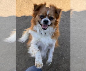 Pekalier Dogs for adoption in Lake Elsinore, CA, USA
