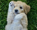 Small Photo #22 Goldendoodle-Poodle (Miniature) Mix Puppy For Sale in SARATOGA SPRINGS, UT, USA