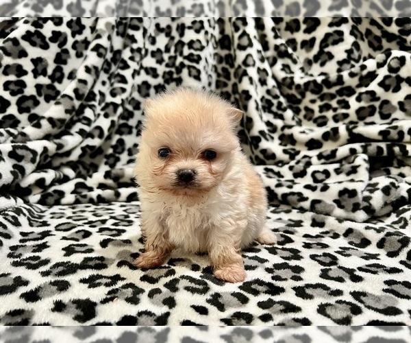 Medium Photo #22 Pomeranian Puppy For Sale in HAYWARD, CA, USA