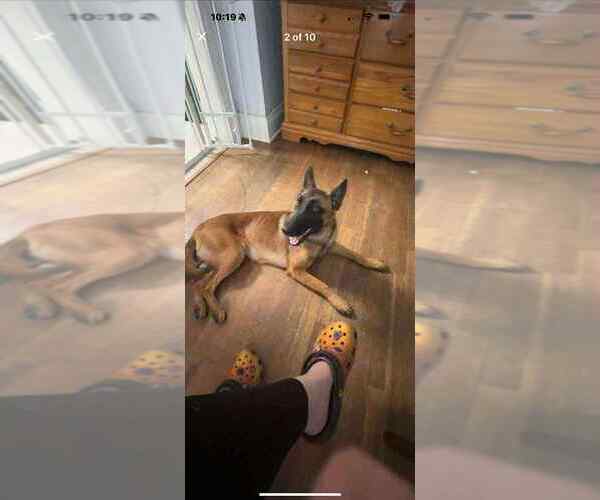 Medium Photo #2 Mutt Puppy For Sale in Imlay City, MI, USA