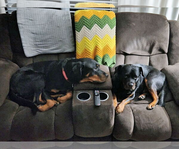 Medium Photo #8 Rottweiler-Unknown Mix Puppy For Sale in White Hall, AR, USA