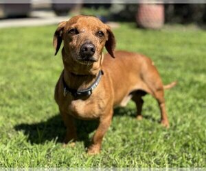 Dachshund-Unknown Mix Dogs for adoption in PIPE CREEK, TX, USA