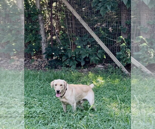 Medium Photo #2 Labrador Retriever-Unknown Mix Puppy For Sale in Foristell, MO, USA