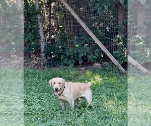 Marley - Male Labrador Retriever-Unknown Mix Dog for Adoption - Photo #2