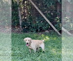 Small #1 Labrador Retriever Mix
