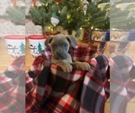 Small Photo #6 Cane Corso Puppy For Sale in WATERBURY, CT, USA