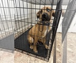 Small #2 American Mastiff-Australian Shepherd Mix