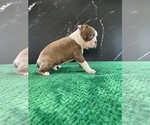 Small Photo #10 Boston Terrier Puppy For Sale in TULARE, CA, USA