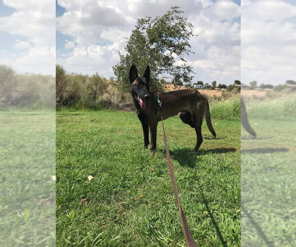 Medium Photo #3 Mutt Puppy For Sale in Imlay City, MI, USA
