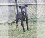 Small #4 Australian Kelpie