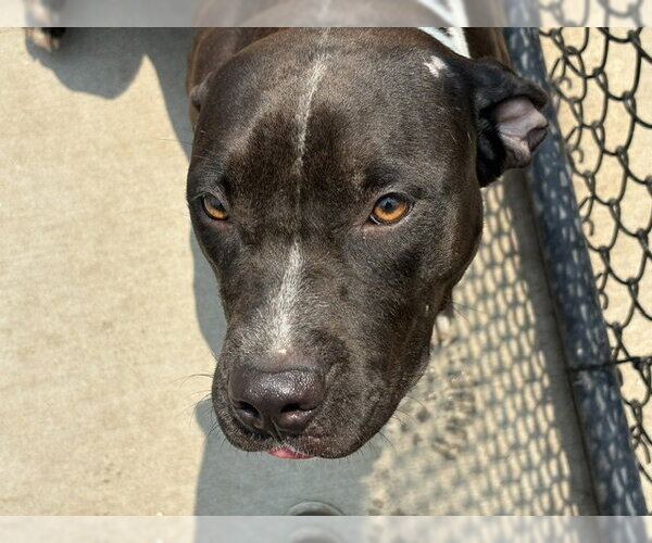 Medium Photo #2 Mutt Puppy For Sale in Tulsa, OK, USA