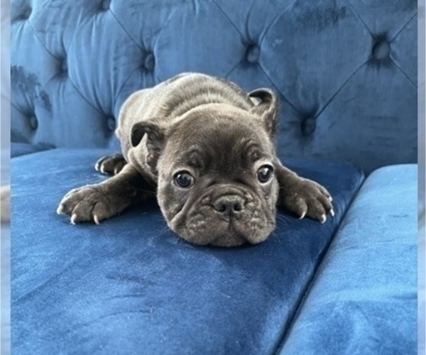 Medium Photo #20 French Bulldog Puppy For Sale in GLENDALE, CA, USA