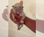 Small Photo #5 American Pit Bull Terrier Puppy For Sale in NEWARK, NJ, USA