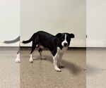 Small #2 Labrador Retriever Mix