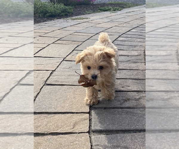 Medium Photo #5 Maltipoo Puppy For Sale in CANOGA, NY, USA