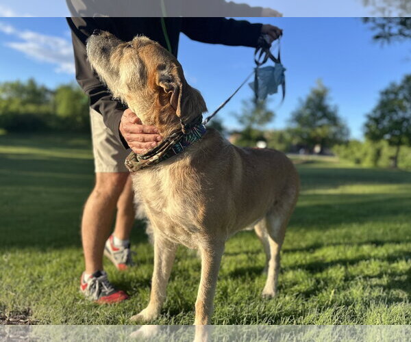 Medium Photo #3 Mutt Puppy For Sale in Brooklyn Center, MN, USA