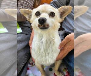 Chiranian Dogs for adoption in Woodland, CA, USA