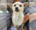 PACO - Male Chiranian Dog for Adoption - Small photo