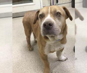 American Pit Bull Terrier Dogs for adoption in Riverside, CA, USA