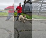 Small #3 Anatolian Shepherd Mix