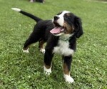 Small Photo #25 Bernese Mountain Dog Puppy For Sale in SPRINGFIELD, OH, USA