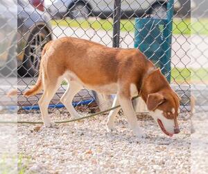 American Pit Bull Terrier-Huskies Mix Dogs for adoption in Waco, TX, USA