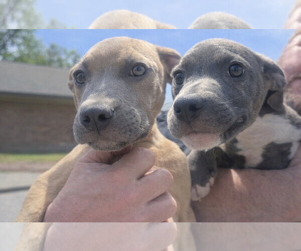 Medium Photo #1 Mutt Puppy For Sale in Jackson Township, NJ, USA