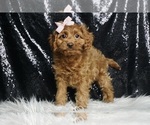 Small Photo #42 Cavapoo Puppy For Sale in WARSAW, IN, USA
