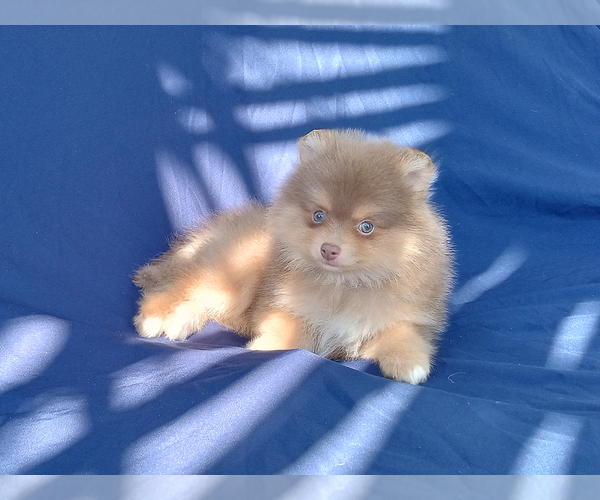 Medium Photo #2 Pomeranian Puppy For Sale in WEST PALM BEACH, FL, USA