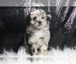 Puppy Hazybaby AKC Poodle (Toy)